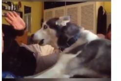 Собаки-защитники. Очень забавное видео