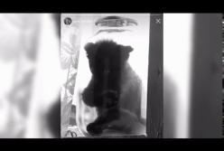 На Львовщине парень "законсервировал" котенка: его задержала полиция (видео)