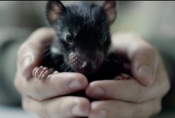 Тасманийские дьяволы вернулись в Австралию: их не видели там 3 тысячи лет (видео)