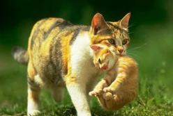 Как кошка защищает своих котят (видео)