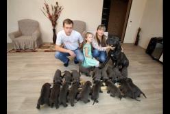 Собака породы Кане-Корсо родила 19 щенков (видео)