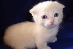 Праздник котов и кошек: поздравьте хозяев этих милых созданий (видео)