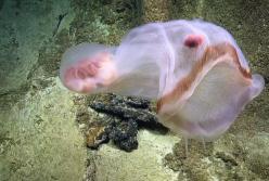 Загадочное глубоководное существо обнаружили в Тихом океане (видео)