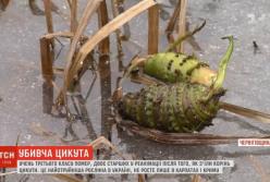 Самое ядовитое растение Украины убило ребенка (видео)