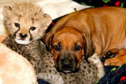 Эта собака спасла гепарда и с тех пор они неразлучны (видео)