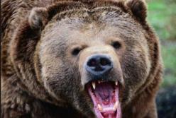 Мужчина откусил язык медведю и этим спас себе жизнь (видео)