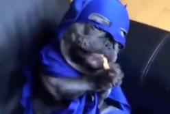 Собака в костюме кушает лапами, как руками (видео)