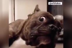 «Ты снимаешь?»: уморительная реакция пса на видеокамеру развеселила Сеть (видео)