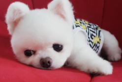 Самые очаровательные породы собак (видео)