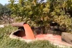 Река с кровью: фабрика сливает кровавые отходы в почву (видео)