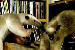 Уникальные питомцы: во что они превратили дом? (видео)