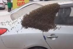 Рой пчёл поселился на автомобиле (видео)