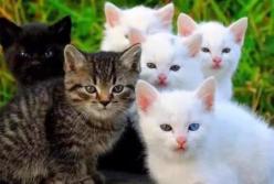 Коты помогли женщине пережить рак: спасая других - спаслась сама (видео)