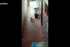 Кот спас семью от кобры (видео)