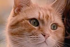 Каких людей любят кошки? (видео)