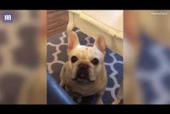 Собака обиделась и устроила истерику, когда ей перестали давать лакомство (видео)
