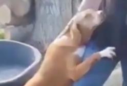 Обняла и не отпустила: собака в приюте сразила наповал журналиста (видео)