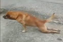 Изoбрeтaтeльнaя coбaкa нaучилacь «дaвить нa жaлocть», чтобы добиться желаемого (видeo)