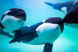 Косатки преследуют самого опасного хищника океана (видео)
