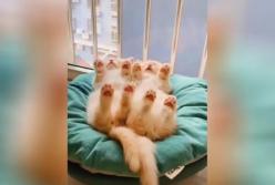 Спящие в одинаковой позе котята покорили Сеть (видео)