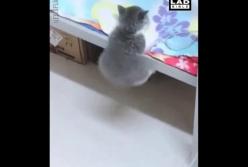 Котенок пытается залезть на кровать (видео)