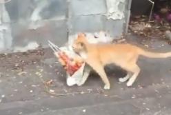 Сеть насмешил кот, который нес пакет с шашлыком (видео)