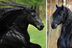 Самый красивый конь в мире: чернее ворона (видео)