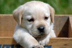 Самый забавный в мире щенок попадает в неловкие ситуации (видео)