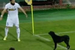 Собака остановила матч Национальной лиги (видео)