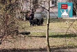 В Киеве возле многоэтажки выгуляли свинью (видео)