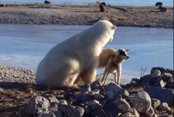 Белый медведь погладил привязанную на цепи собаку (видео)