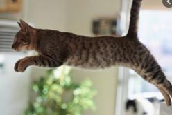  Кот приземлился прямо собаке на спину: самые неудачные прыжки (видео)