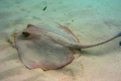 На одесском пляже заметили ядовитых скатов (видео)