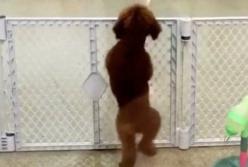 "Отпусти меня!" Пудель круто станцевал румбу и прыгал, как заяц (видео)