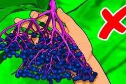 10 растений, от которых лучше держаться подальше (видео)