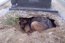 Думали, что собака скорбит на могиле хозяина, но оказалось, что она прячет нечто интересное! (видео)
