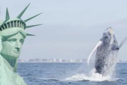 Горбатый кит появился у берегов Нью-Йорка (видео) 