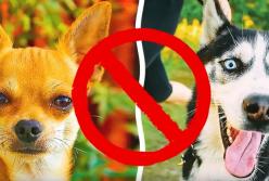 Какие собаки опасны для детей? (видео)