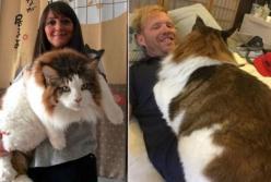 Самые толстые кошки в мире: они похожи на диких зверей (видео)