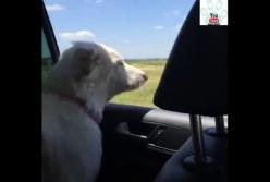 Пес пытается поймать проезжающие мимо машины (видео)