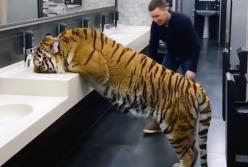Огромный тигр научился пить воду прямо из раковины в туалете (видео)