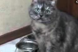 Нервный кот требует еды и громко стучит миской: "Хозяин, дай рыбу!"(видео)