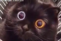 Кот с огромными глазами стал звездой Интернета (видео)
