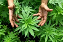 Курить марихуану теперь можно совершенно легально ​в Грузии (видео) 