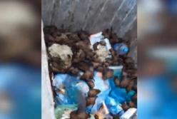 В Запорожье спасли выброшенную в мусор колонию летучих мышей (видео)