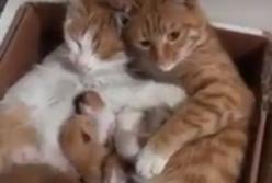 Семейная котячая идиллия (видео) 