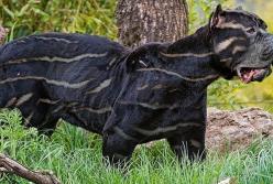 10 самых редких пород собак в мире (видео)