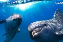 Дельфины под кайфом (видео)