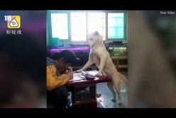 "Вместо репетитора": собака помогает хозяйке делать уроки (видео)