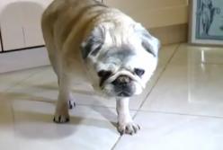 Умерла самая старая собака Украины в возрасте почти 20 лет (видео)